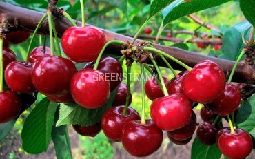 Вишня Малышка (Prunus cerasus 'Malyshka') (ДЮК)