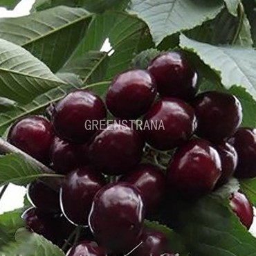 Вишня Ночка (Prunus cerasus 'Nochka') (ДЮК)