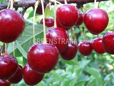 Вишня Харитоновская (Prunus cerasus 'Kharitonovskaya')
