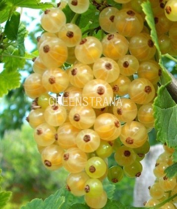 Смородина белая Виксне (Ribes rubrum 'Viksne')