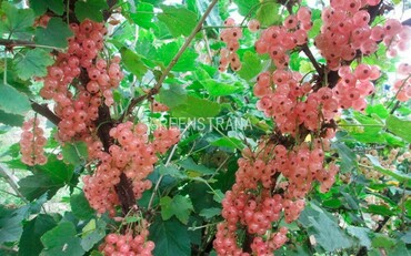 Смородина белая Прыгажуня (Ribes rubrum 'Pryagazhunya')