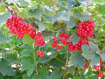 Смородина красная Андрейченко (Ribes rubrum 'Andreychenko')
