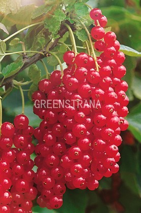 Смородина красная Ненаглядная (Ribes rubrum 'Nenaglyadnaya')