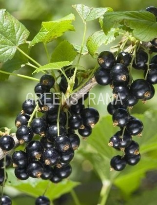 Смородина черная Волшебница (Ribes nigrum 'Volshebnitsa')