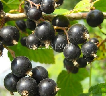 Смородина черная Геркулес (Ribes nigrum 'Gerkules')