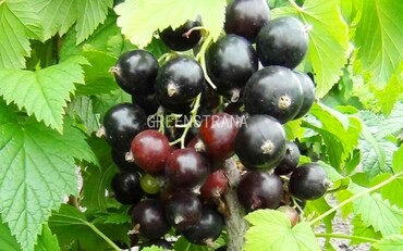 Смородина черная Добрыня (Ribes nigrum 'Dobrynya')