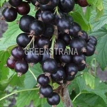 Смородина черная Зуша (Ribes nigrum 'Zusha')