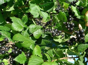 Смородина черная Катюша (Ribes nigrum 'Katyusha')