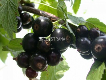 Смородина черная Нара (Ribes nigrum 'Nara')