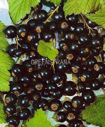 Смородина черная Селеченская-2 (Ribes nigrum 'Selechenskaya-2')