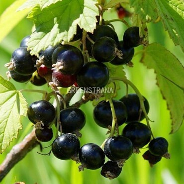 Смородина черная Черный жемчуг (Ribes nigrum 'Chernyy Zhemchug')