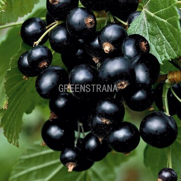 Смородина черная Экзотика (Ribes nigrum 'Ekzotika')