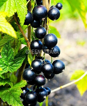 Смородина черная Ядреная (Ribes nigrum 'Yadrenaya')