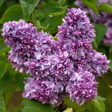Сирень обыкновенная Профессор Хозер (Syringa vulgaris 'Professor Hoser')