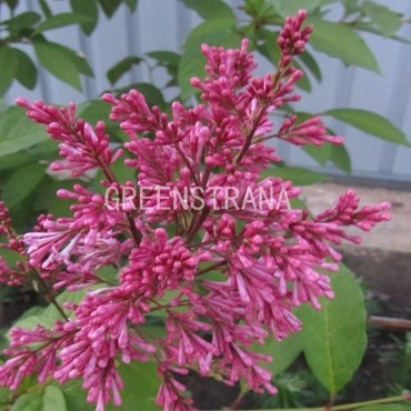 Сирень Престона Ноктюрн (Syringa x prestoniae 'Nocturne')
