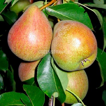 Груша Белорусская поздняя (Pyrus communis 'Belorusskaya Pozdnyaya')