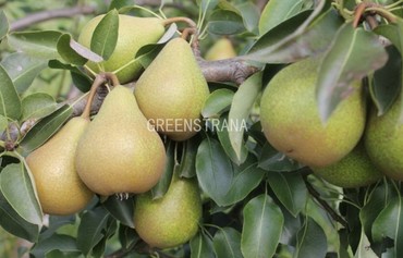 Груша Кокинская (Pyrus communis 'Kokinskaya')