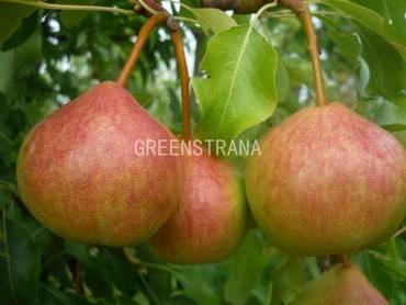 Груша Любимица Мичурина (Pyrus communis 'Lyubimitsa Michurina')
