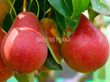 Груша Нарядная Ефимова (Pyrus communis 'Naryadnaya Efimova')