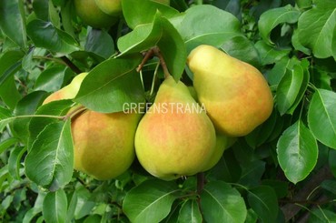 Груша Память Жегалова (Pyrus communis 'Pamyat Zhegalova')