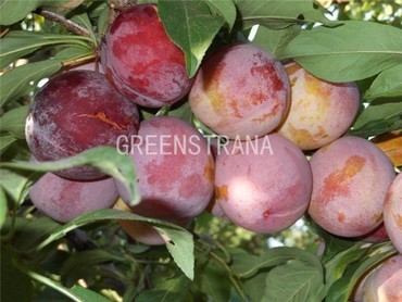 Слива Аннушка (Prunus domestica 'Annushka')