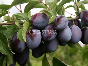 Слива Венгерка Московская (Prunus domestica 'Vengerka Moskovskaya')