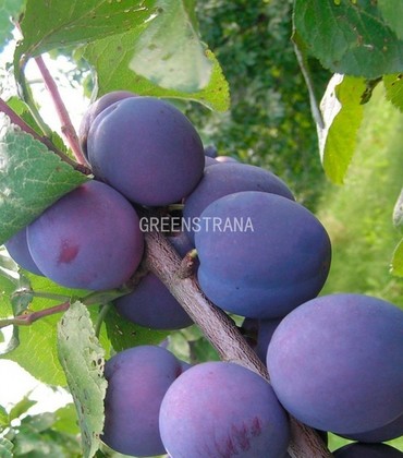 Слива Евразия 21 (Prunus domestica 'Evraziya 21')