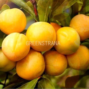 Слива Желтая ранняя (Prunus domestica 'Zheltaya Rannyaya')