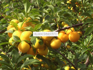 Слива Желтая крупноплодная (Prunus domestica 'Zheltaya Krupnoplodnaya')