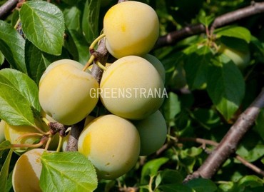 Слива Ренклод ранний (Prunus domestica 'Renklod Ranniy')