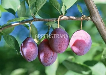 Слива Конфетная (Prunus domestica 'Konfetnaya')