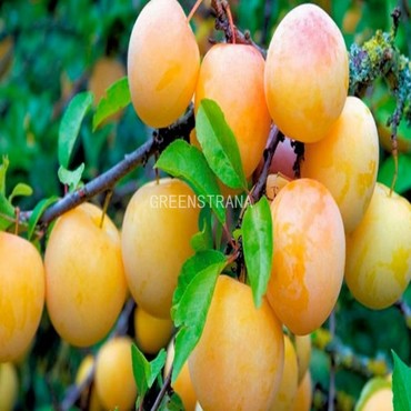 Слива Медовая (Prunus domestica 'Medovaya')