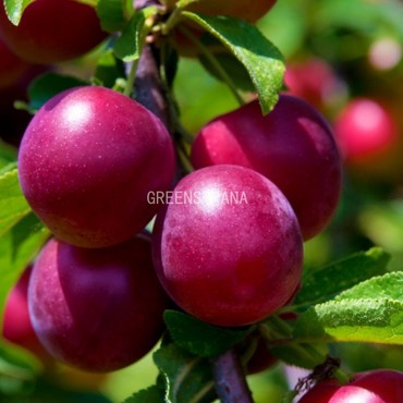 Слива Супермосковская (Prunus domestica 'Supermoskovskaya')