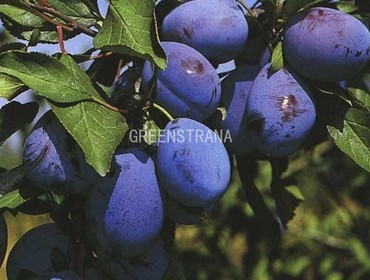 Слива Стенли (Prunus domestica 'Stanley')