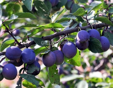 Слива Тульская черная (Prunus domestica 'Tulskaya Chernaya')