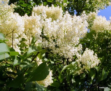 Сирень пекинская (Syringa pekinensis)