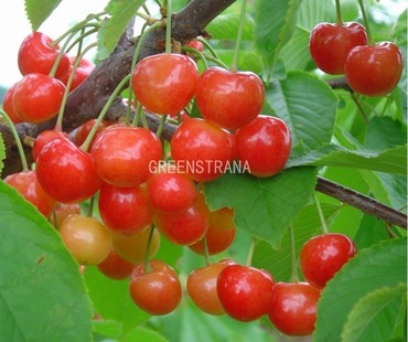 Черешня Брянская розовая (Prunus avium 'Bryanskaya Rozovaya')
