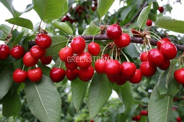 Черешня Бряночка (Prunus avium 'Bryanocka')