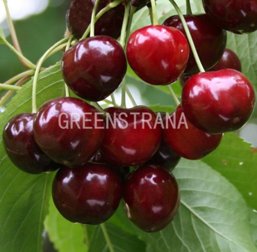 Черешня Витязь (Prunus avium 'Vityaz')