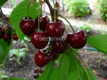 Черешня Воскресенская красная ранняя (Prunus avium 'Voskresenskaya Krasnaya Rannyaya')