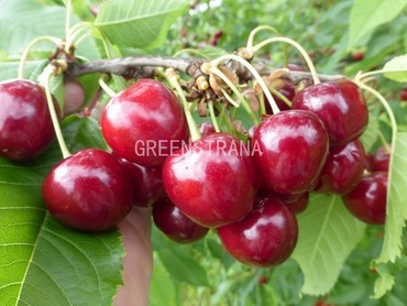 Черешня Зимостойкая Зюбарова (Prunus avium 'Zimostoykaya Zyubarova')