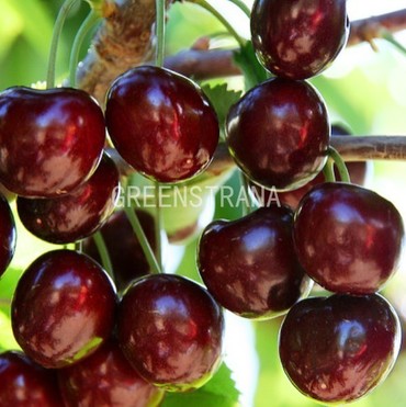 Черешня Ипуть (Prunus avium 'Iput')