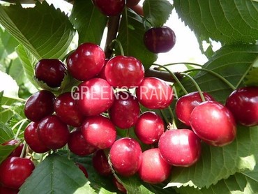 Черешня Овстуженка (Prunus avium 'Ovstuzhenka')