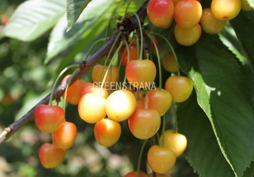 Черешня Орловская янтарная (Prunus avium 'Orlovskaya Yantarnaya')