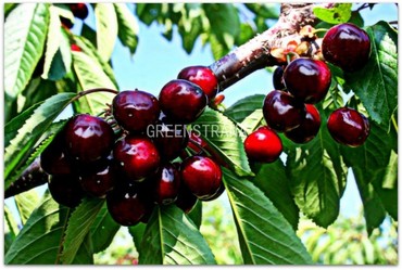 Черешня Ревна (Prunus avium 'Revna')