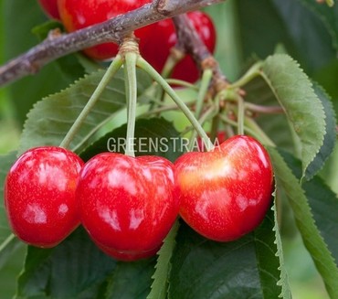 Черешня Рубиновая (Prunus avium 'Rubinovaya')