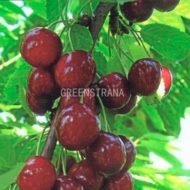 Черешня Теремошка (Prunus avium 'Teremoshka')