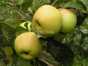 Яблоня Антоновка 600 (Malus domestica 'Antonovka 600')