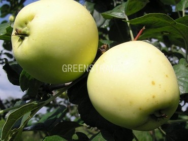 Яблоня Аркад летний (Malus domestica 'Arkad Letniy')