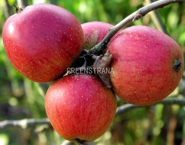 Яблоня Бессемянка (Malus domestica 'Bessemyanka')